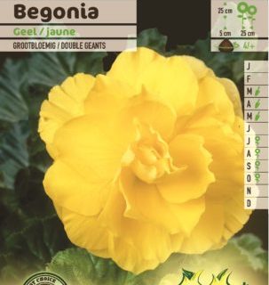 Begonia geel - Begonia
