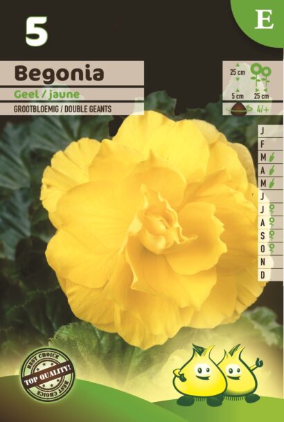 Begonia geel - Begonia