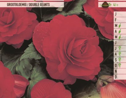 Begonia rood - Begonia