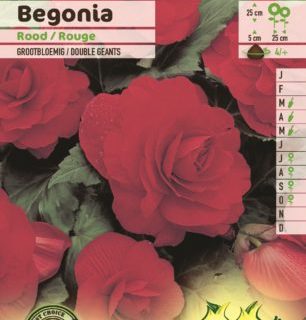 Begonia rood - Begonia