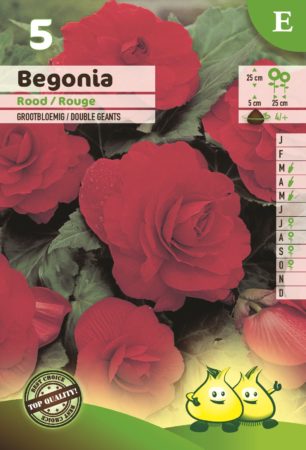 Begonia rood - Begonia