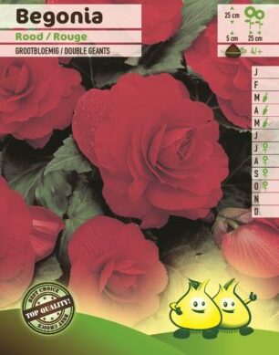 Begonia rood - Begonia