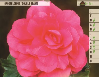 Begonia roze - Begonia