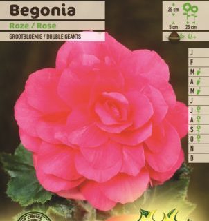 Begonia roze - Begonia