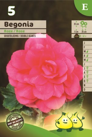 Begonia roze - Begonia