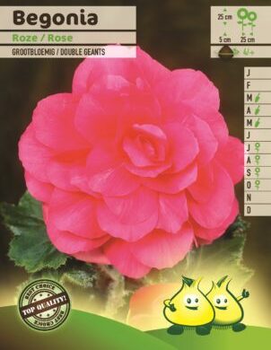 Begonia roze - Begonia