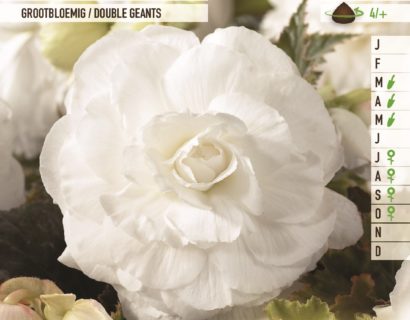 Begonia wit - Begonia
