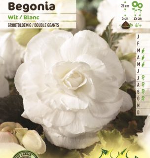 Begonia wit - Begonia