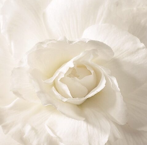 Begonia wit - Begonia