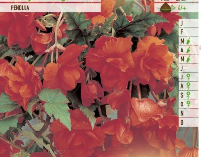 Begonia pendula oranje - Begonia