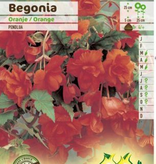 Begonia pendula oranje - Begonia