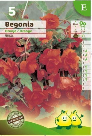 Begonia pendula oranje - Begonia