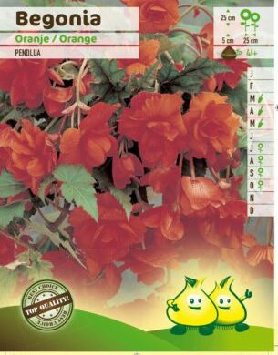 Begonia pendula oranje - Begonia