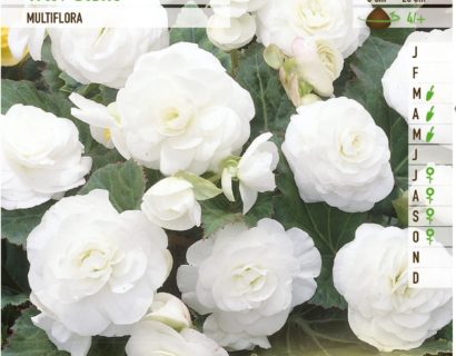 Begonia multiflora - Begonia