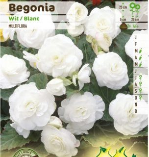 Begonia multiflora - Begonia