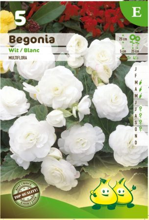 Begonia multiflora - Begonia