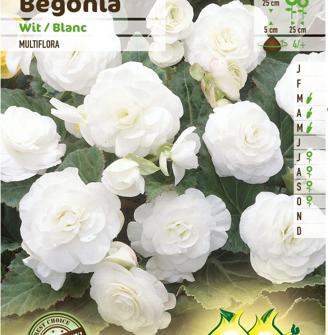 Begonia multiflora - Begonia