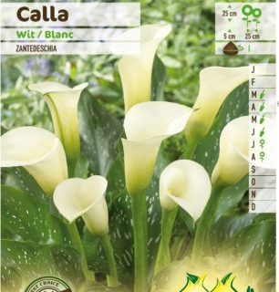 Calla wit - Witte Aronskelk
