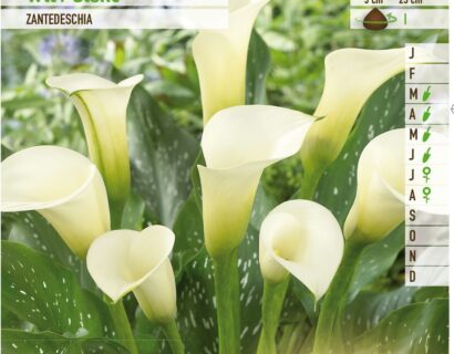 Calla wit - Witte Aronskelk