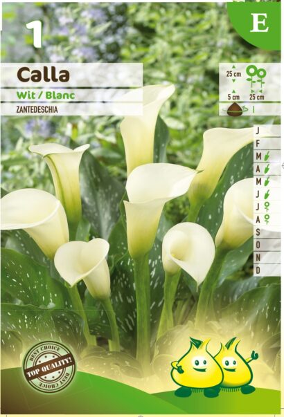 Calla wit - Witte Aronskelk