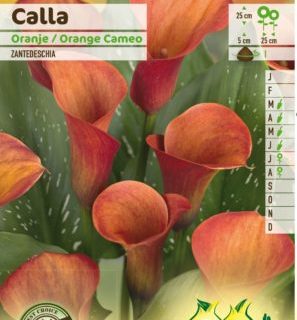 Calla oranje - Oranje Aronskelk
