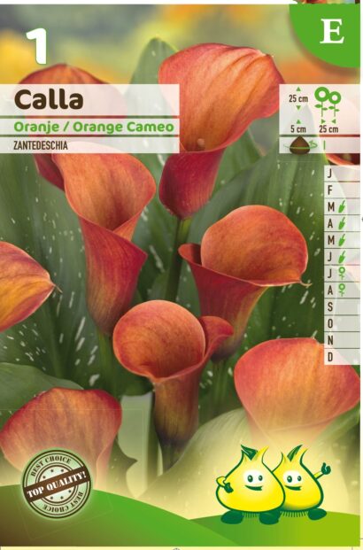 Calla oranje - Oranje Aronskelk