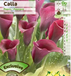Calla paars - Paarse Aronskelk