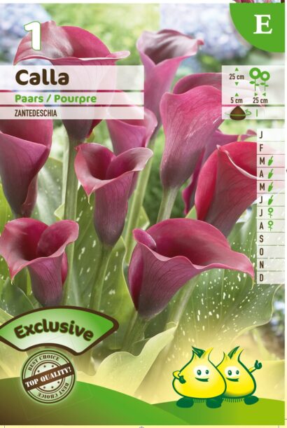 Calla paars - Paarse Aronskelk