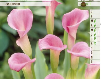 Calla roze - Aronskelk