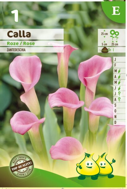 Calla roze - Aronskelk