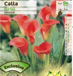 Calla ‘Red Sox’ - Aronskelk