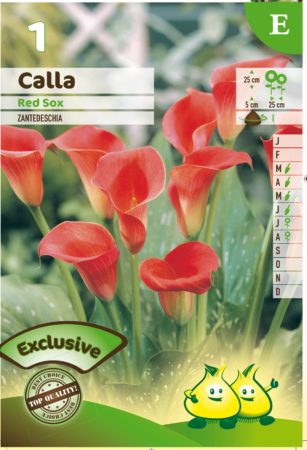 Calla ‘Red Sox’ - Aronskelk