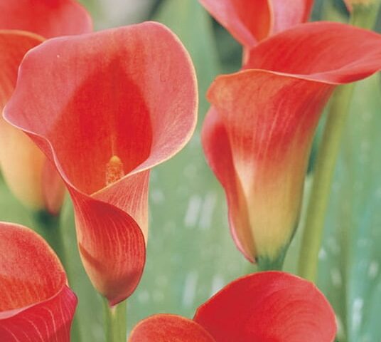 Calla ‘Red Sox’ - Aronskelk