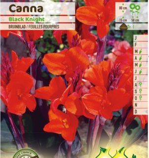 Canna ‘Black Knight’ - Bloemriet