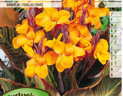 Canna ‘Gold Ader’ - Bloemriet