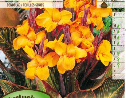 Canna ‘Gold Ader’ - Bloemriet