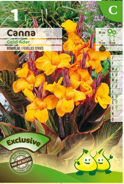 Canna ‘Gold Ader’ - Bloemriet