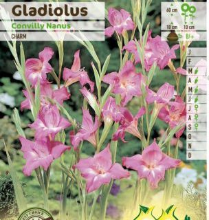 Gladiolus nanus ‘Charm’ - Gladiool