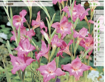 Gladiolus nanus ‘Charm’ - Gladiool