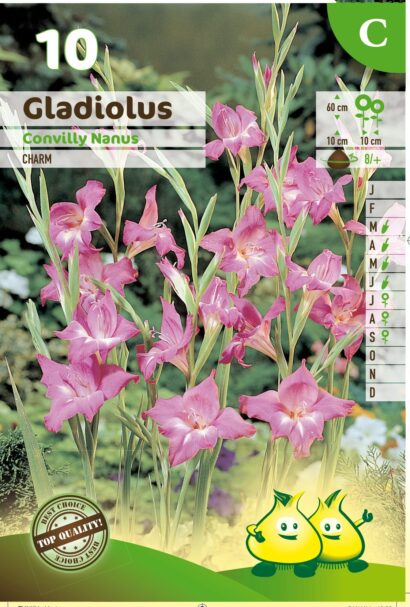 Gladiolus nanus ‘Charm’ - Gladiool