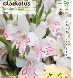Gladiolus nanus ‘Nymph’ - Gladiool