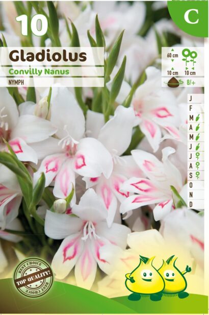 Gladiolus nanus ‘Nymph’ - Gladiool