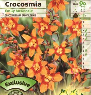 Crocosmia ‘John Boots’ (Emily McKenzie) - Montbretia