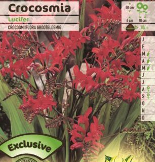 Crocosmia ‘Lucifer’ - Montbretia