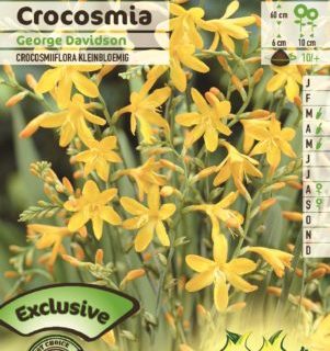 Crocosmia ‘George Davidson’ - Montbretia