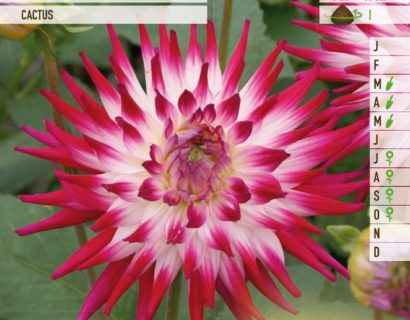 Dahlia ‘Cha Cha’ - Dahlia