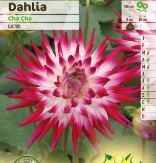 Dahlia ‘Cha Cha’ - Dahlia