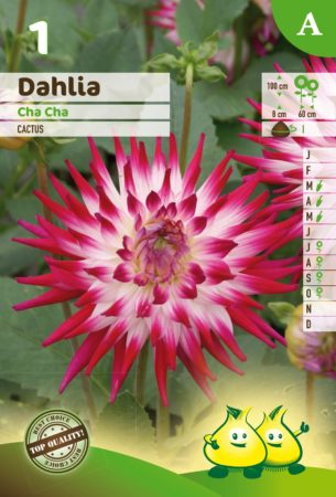 Dahlia ‘Cha Cha’ - Dahlia
