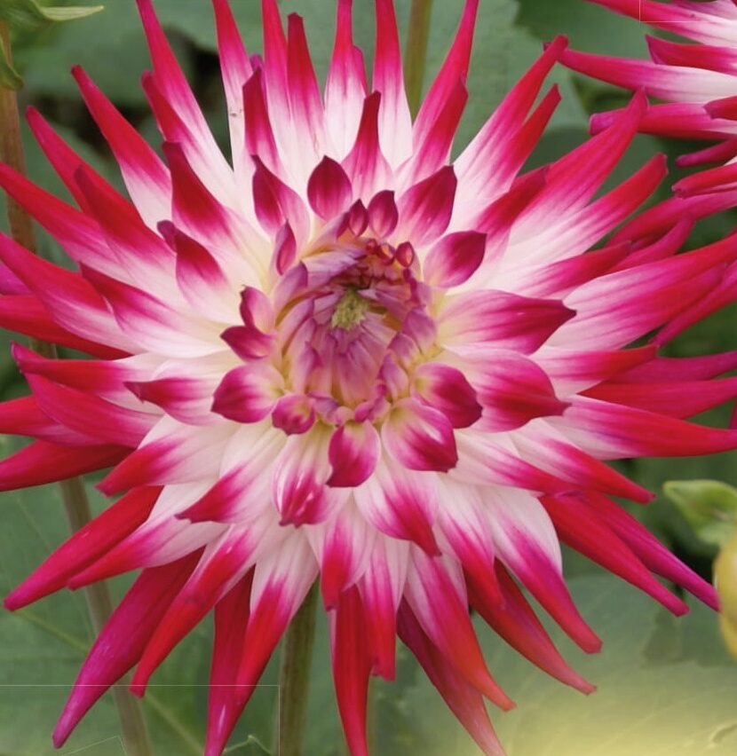 Dahlia ‘Cha Cha’ - Dahlia