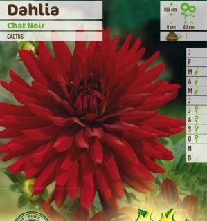 Dahlia ‘Chat Noir’ - Dahlia